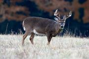 Deer, white-tailed - buck eating grass D YL5T8482