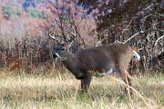 Deer, white-tailed - buck in field in fall CD YL5T8432