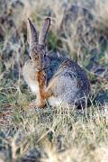 Cottontail, desert (Sylvilagus audubonii) - cleaning foot VD 3MAS0276k