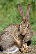 Cottontail, desert - scratching D 15012