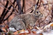 Rabbit, Eastern cottontail - by thicket in early winter KQ7S0772