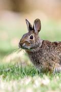 Cottontail, eastern - eating grass VD YL5T5678k