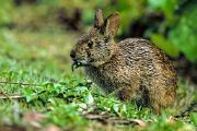 Rabbit, marsh - eating leaf L 21657