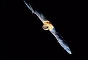Bat, big brown flying 26843