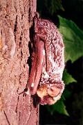 Bat, hoary - on maple YL5T4766