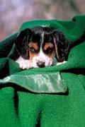Beagle - pup in blanket D 10286k