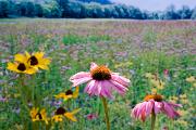 Coneflower- WA KQ7S-4231