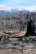 Forest - charred by fire (Yosemite) 22888