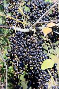 Grape, wild - with fall fruit 3MAS4177